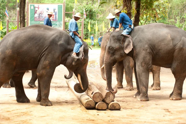 タイ象展タイ北部のランプン県での伐採作業 — ストック写真