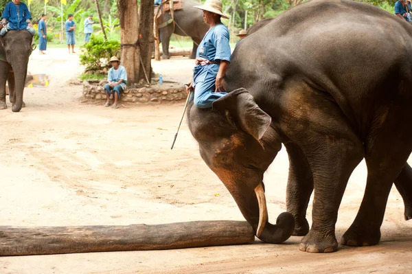 Espetáculo Elefantes Tailandeses Trabalhos Exploração Madeireira Província Lamphang Norte Tailândia — Fotografia de Stock