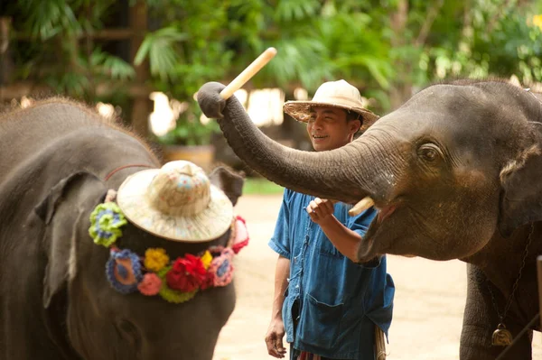 Show Elefantes Tailandeses Tocar Instrumento Música Província Lamphang Norte Tailândia — Fotografia de Stock
