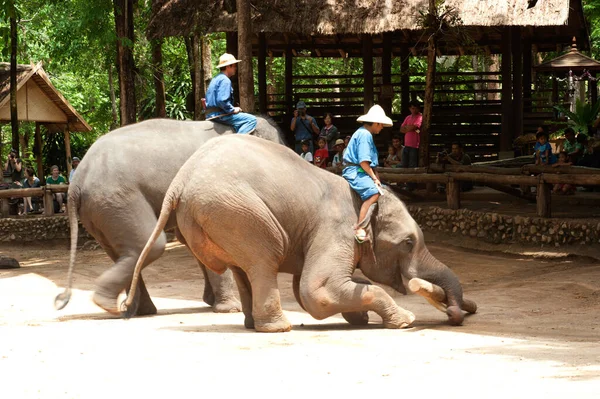 Espetáculo Elefantes Tailandeses Trabalhos Exploração Madeireira Província Lamphang Norte Tailândia — Fotografia de Stock