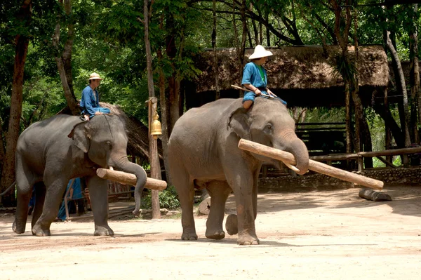 Thai Elephant Show Logging Work Lamphang Province Northern Thailand — Stock Photo, Image