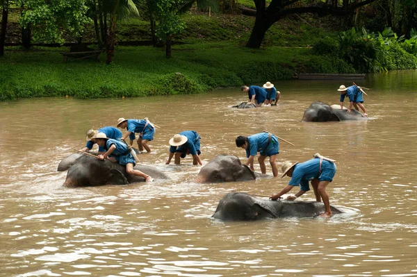 Espectáculo Elefante Tailandés Para Tener Una Ducha Divertida Río Provincia —  Fotos de Stock