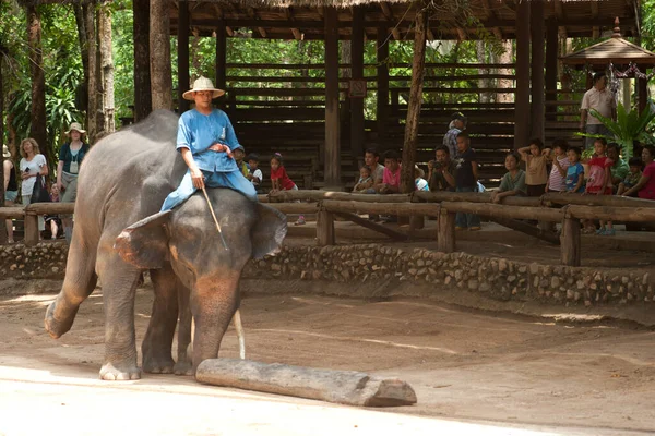 タイ象展タイ北部のランプン県での伐採作業 — ストック写真