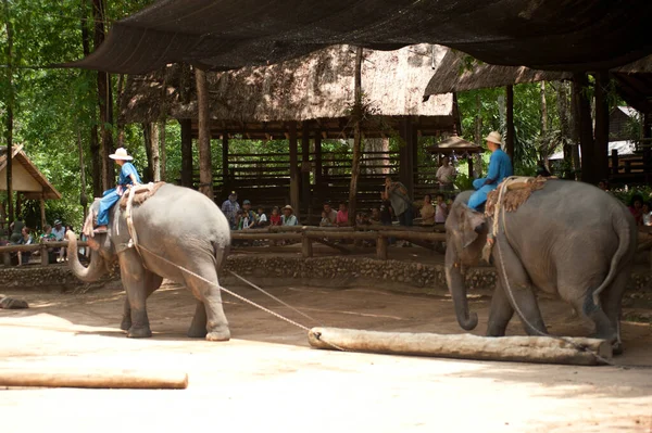 Espetáculo Elefantes Tailandeses Trabalhos Exploração Madeireira Província Lamphang Norte Tailândia — Fotografia de Stock