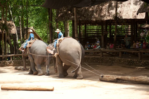 Тайские Слоны Показывают Лесозаготовки Провинции Лампанг Севере Таиланда — стоковое фото