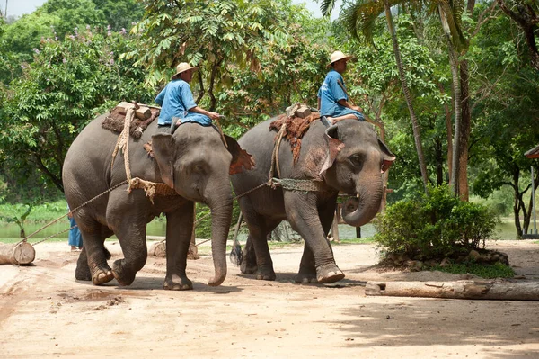 Espetáculo Elefantes Tailandeses Trabalhos Exploração Madeireira Província Lamphang Norte Tailândia — Fotografia de Stock