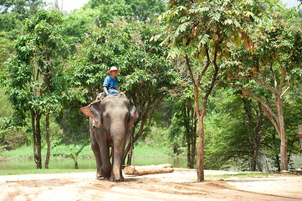 Thailändische Elefantenshow Holzfällarbeiten Der Provinz Lamphang Norden Thailands — Stockfoto
