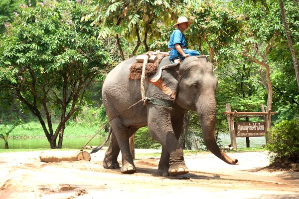 Espetáculo Elefantes Tailandeses Trabalhos Exploração Madeireira Província Lamphang Norte Tailândia — Fotografia de Stock
