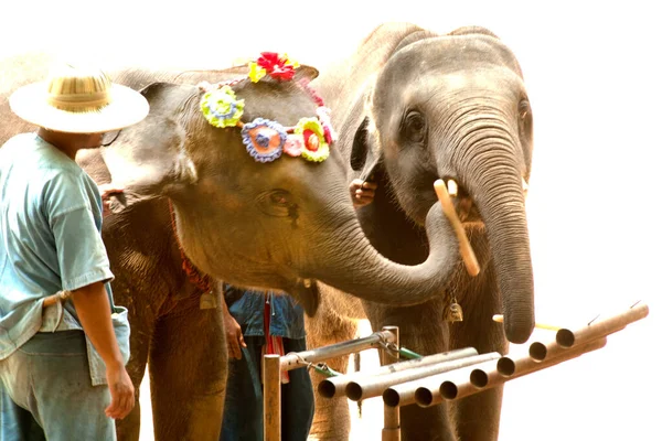 Thaise Olifant Show Spelen Een Muziekinstrument Provincie Lamphang Noord Thailand — Stockfoto