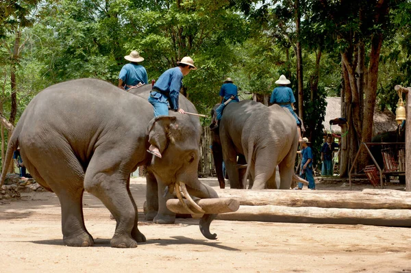 Thailändsk Elefantshow Loggning Lamphang Provinsen Norra Thailand — Stockfoto