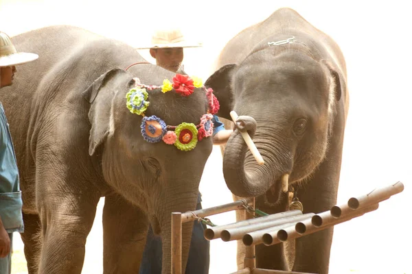 タイの象はタイ北部のランプン県で楽器を演奏する — ストック写真