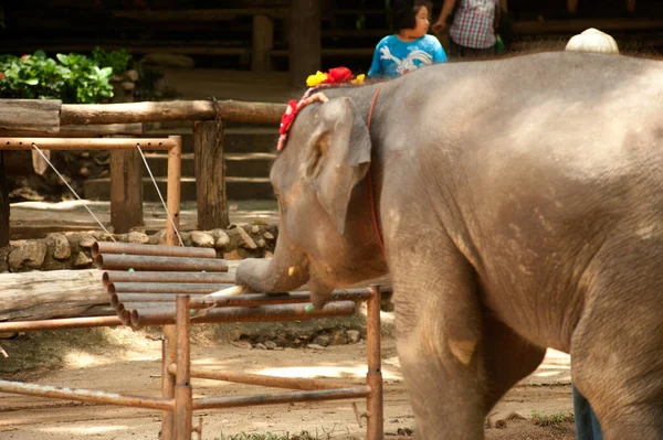 Show Elefantes Tailandeses Tocar Instrumento Música Província Lamphang Norte Tailândia — Fotografia de Stock