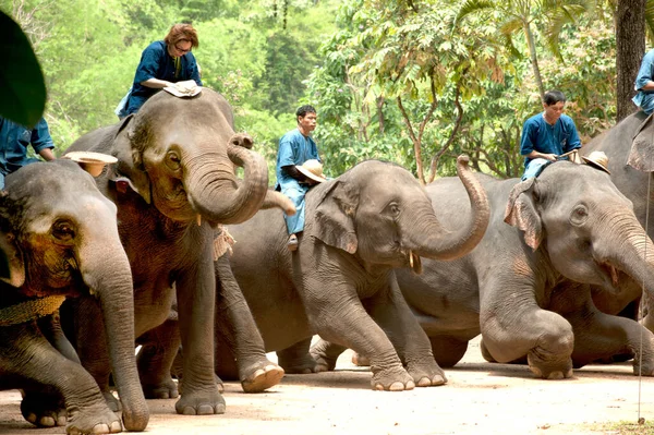 Thaise Olifant Show Staande Een Rij Van Saluut Toeristen Begroeten — Stockfoto