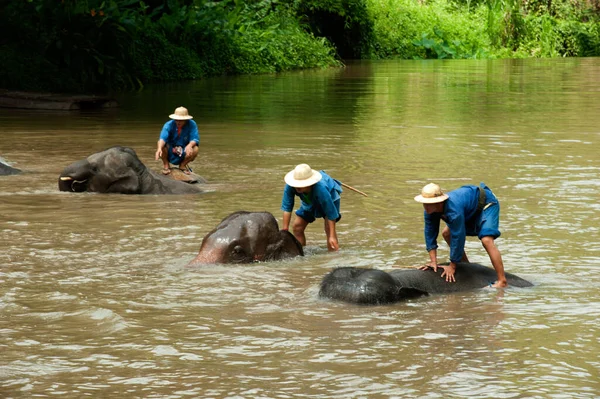 Espectáculo Elefante Tailandés Para Tener Una Ducha Divertida Río Provincia —  Fotos de Stock