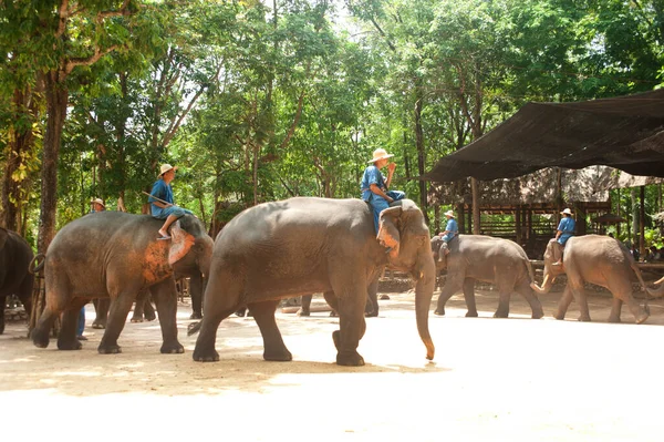 Espectáculo Elefantes Tailandeses Fila Provincia Lamphang Norte Tailandia —  Fotos de Stock