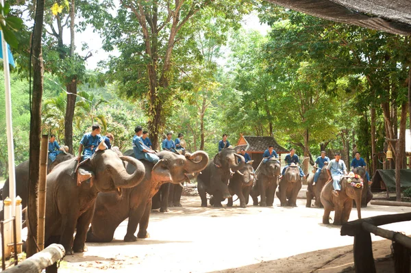 Thai Elefante Show Uma Linha Saudação Para Cumprimentar Turistas Província — Fotografia de Stock