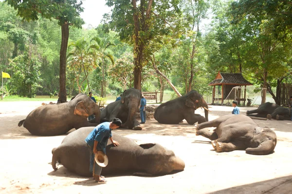 Elefantes Tailandeses Alinham Mostram Suas Mentiras Chão Província Lamphang Norte — Fotografia de Stock