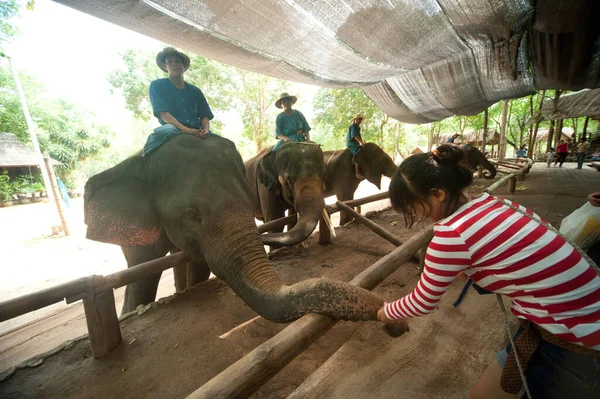 Elefantes Tailandeses Estão Divertindo Com Turistas Província Lamphang Norte Tailândia — Fotografia de Stock