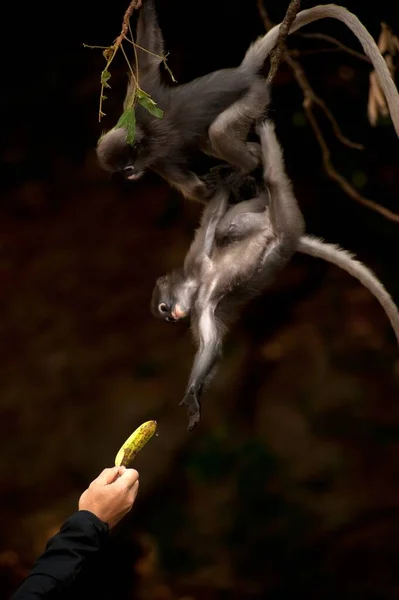 Feeding Monkey Presbytis Obscura Reid — Stock Photo, Image