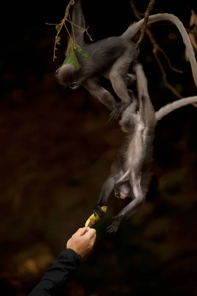 원숭이에게 먹이를 Presbytis Obtecura Reid — 스톡 사진