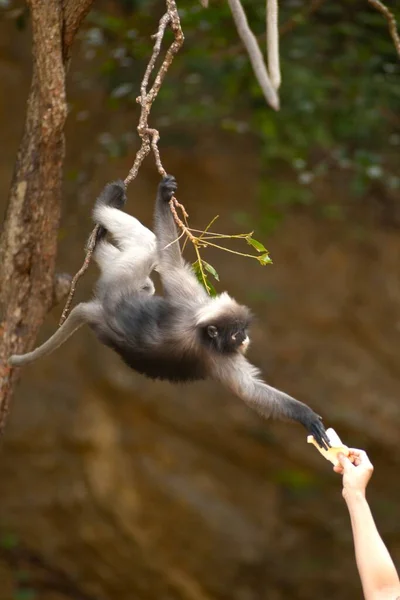 Feeding Monkey Presbytis Obscura Reid — Stock Photo, Image