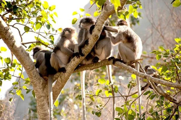 Dusky Leaf Monkey Dusky Langur Spectaacled Langur Presbytis Obscura Reid —  Fotos de Stock