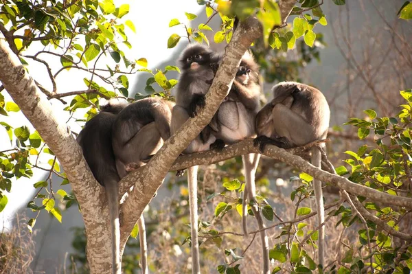 Scimmia Foglia Dusky Linguetta Dusky Langur Spectaacled Presbytis Obscura Reid — Foto Stock