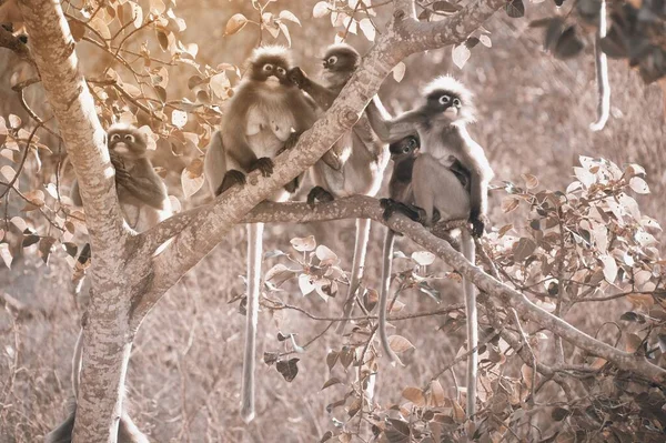 Dusky Leaf Monkey Dusky Langur Spectaacled Langur Presbytis Obscura Reid —  Fotos de Stock