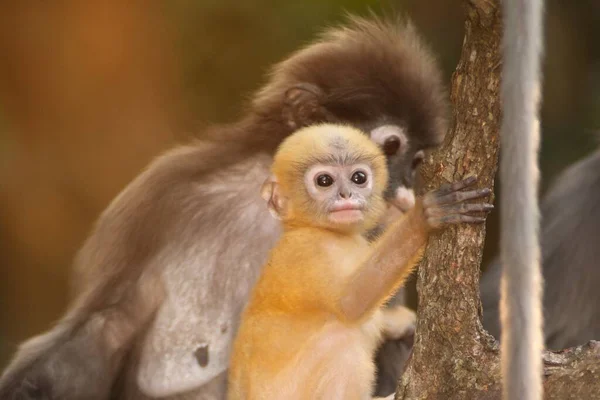 Madre Hijo Dusky Leaf Monkey Dusky Langur Spectaacled Langur Presbytis — Foto de Stock