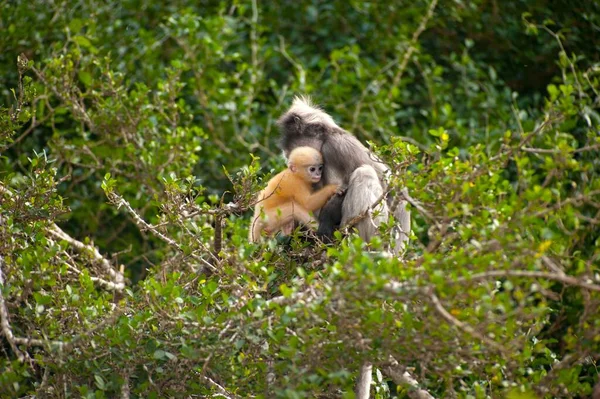 Madre Hijo Dusky Leaf Monkey Dusky Langur Spectaacled Langur Presbytis —  Fotos de Stock