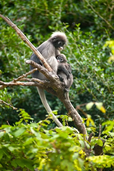 Mutter Und Sohn Von Dusky Leaf Monkey Oder Dusky Langur — Stockfoto