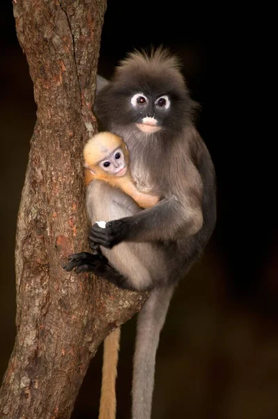 Mutter Und Sohn Von Dusky Leaf Monkey Oder Dusky Langur — Stockfoto