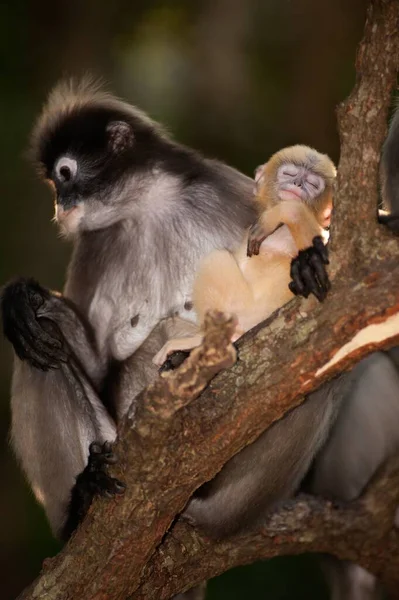 Mutter Und Sohn Von Dusky Leaf Monkey Oder Dusky Langur — Stockfoto