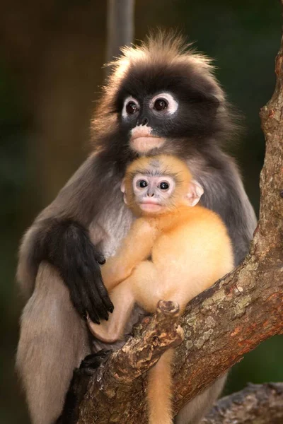 Dusky Leaf Monkey Dusky Langur Spectaacled Langur Presbytis Obscura Reid — Stok fotoğraf