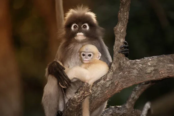 Mutter Und Sohn Von Dusky Leaf Monkey Oder Dusky Langur — Stockfoto