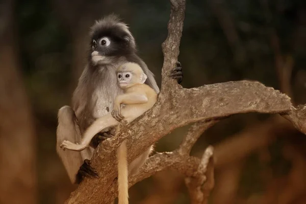 Mutter Und Sohn Von Dusky Leaf Monkey Oder Dusky Langur — Stockfoto