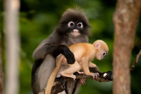 黄昏叶猴或黄昏长毛猴或斑斑长毛猴 长毛猴 的母亲和儿子坐在树上休息 — 图库照片