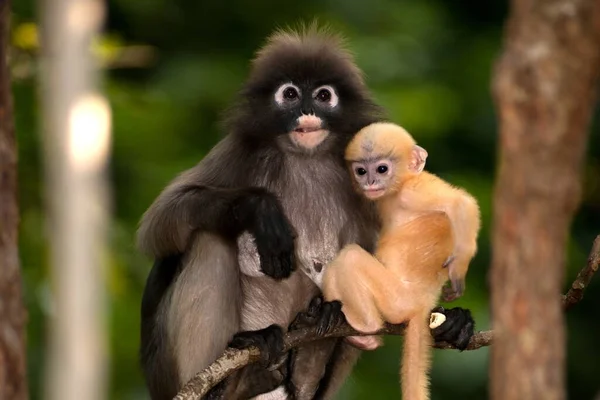 Madre Hijo Dusky Leaf Monkey Dusky Langur Spectaacled Langur Presbytis — Foto de Stock