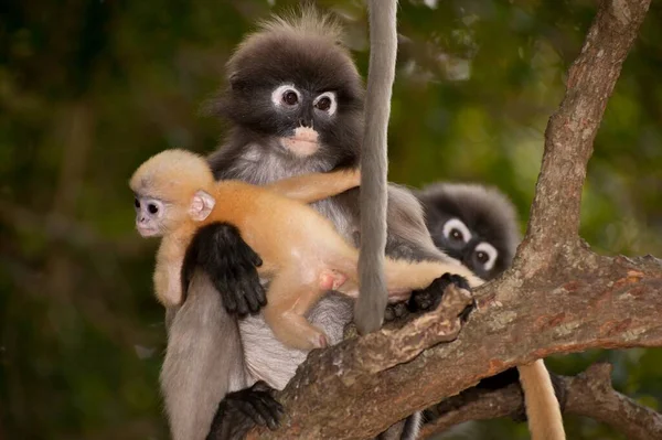 Mutter Und Sohn Von Dusky Leaf Monkey Oder Dusky Langur — Stockfoto