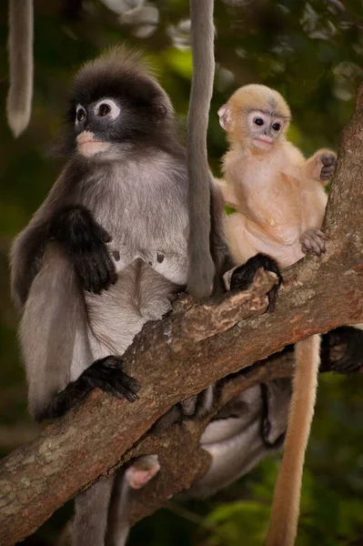 Mutter Und Sohn Von Dusky Leaf Monkey Oder Dusky Langur — Stockfoto