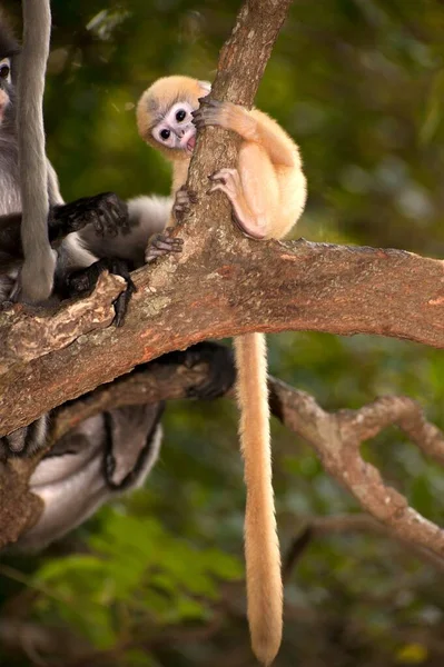 Mutter Und Sohn Von Dusky Leaf Monkey Oder Dusky Langur — Stockfoto