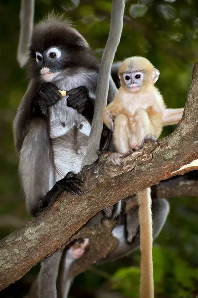 黄昏叶猴或黄昏长毛猴或斑斑长毛猴 长毛猴 的母亲和儿子坐在树上休息 — 图库照片