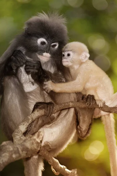 Dusky Leaf Monkey Dusky Langur Spectaacled Langur Presbytis Obscura Reid — Stok fotoğraf