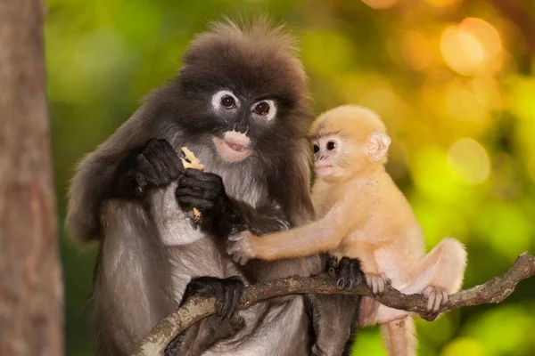 Mutter Und Sohn Von Dusky Leaf Monkey Oder Dusky Langur — Stockfoto