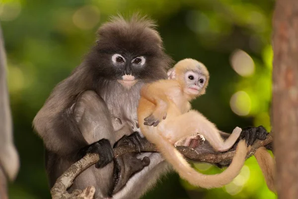 Mutter Und Sohn Von Dusky Leaf Monkey Oder Dusky Langur — Stockfoto