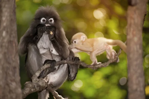 Mutter Und Sohn Von Dusky Leaf Monkey Oder Dusky Langur — Stockfoto