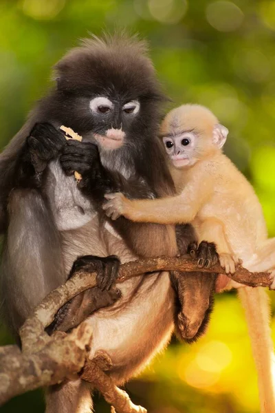 Mãe Filho Dusky Leaf Monkey Dusky Langur Spectaacled Langur Presbytis — Fotografia de Stock