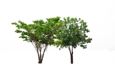İzole edilmiş iki yeşil ağaç, her zaman yeşil olan bir yaprak, kesme yolu ile beyaz arka planda kesilmiş.. 