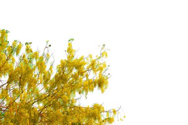 Tabebuia ya da Altın Ağaç ya da Tallow Pui Ağacı 'nın soyutlanmış bir dalı, her zaman yeşil bir yaprak, kesme yolu ile beyaz arka planda kesilmiş.. 