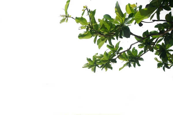 Takken Van Groenblijvende Bomen Geïsoleerde Gekapte Plantenbladeren Een Witte Achtergrond — Stockfoto